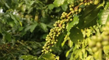 هبوط حاد في أسعار الفلفل والقهوة بالأسواق العالمية خلال الفترة الأخيرة